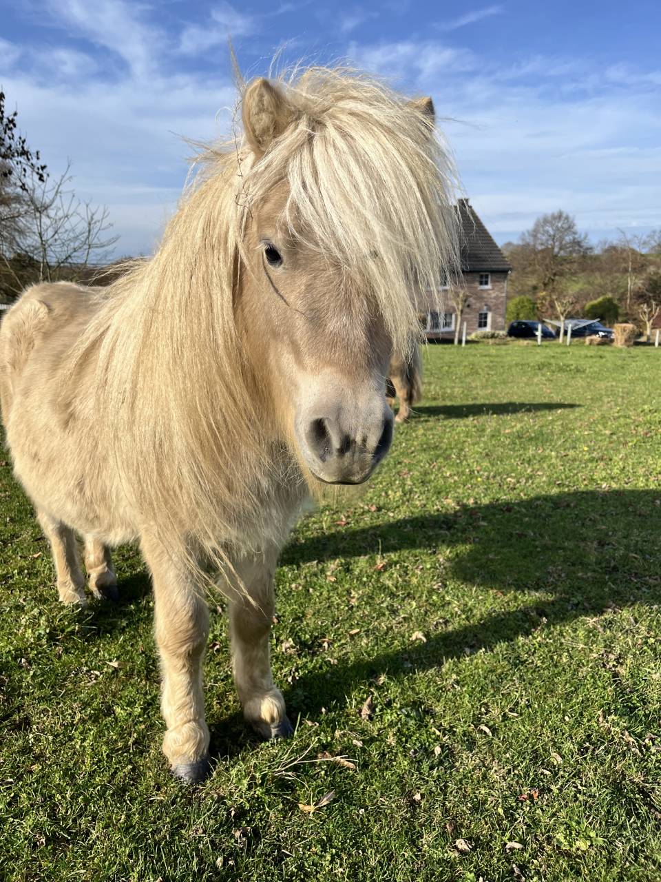 Stallion Shetland Pony For sale 2022 Other color