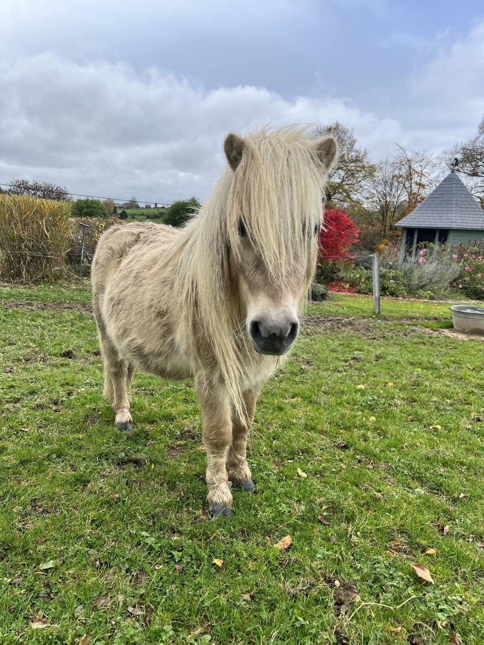 Stallion Shetland Pony For sale 2022 Other color