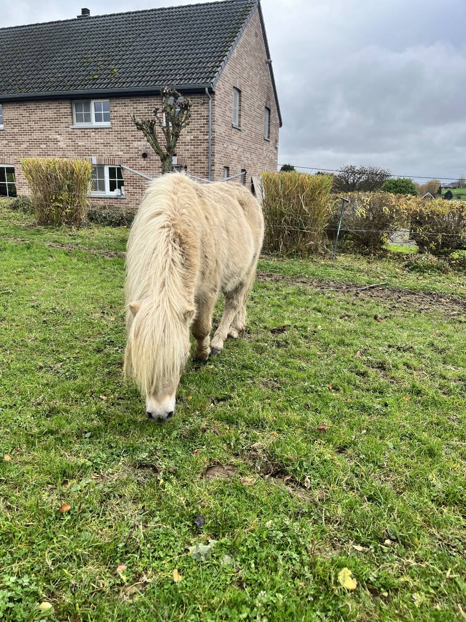 Stallion Shetland Pony For sale 2022 Other color