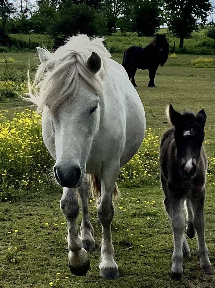 Filly Origin Recorded For sale 2026 Grey