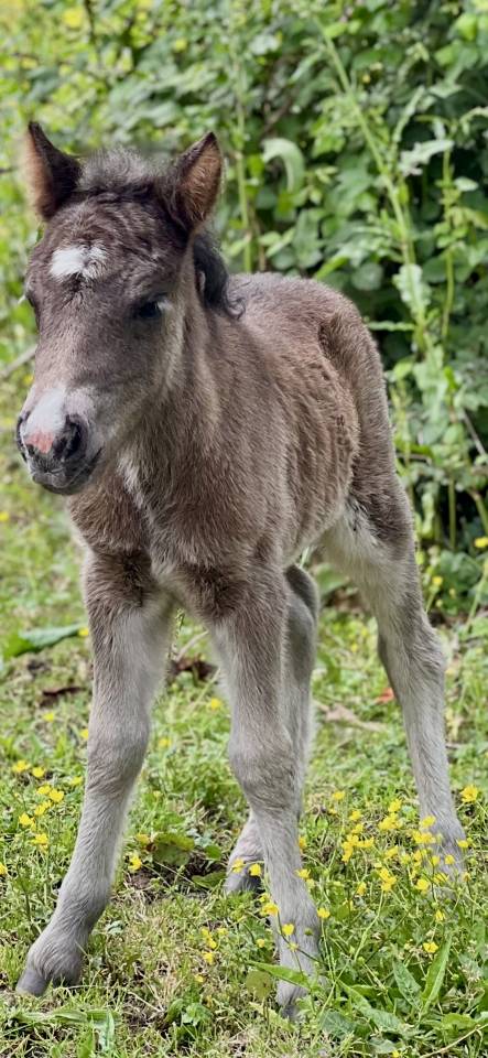 Filly Origin Recorded For sale 2026 Grey