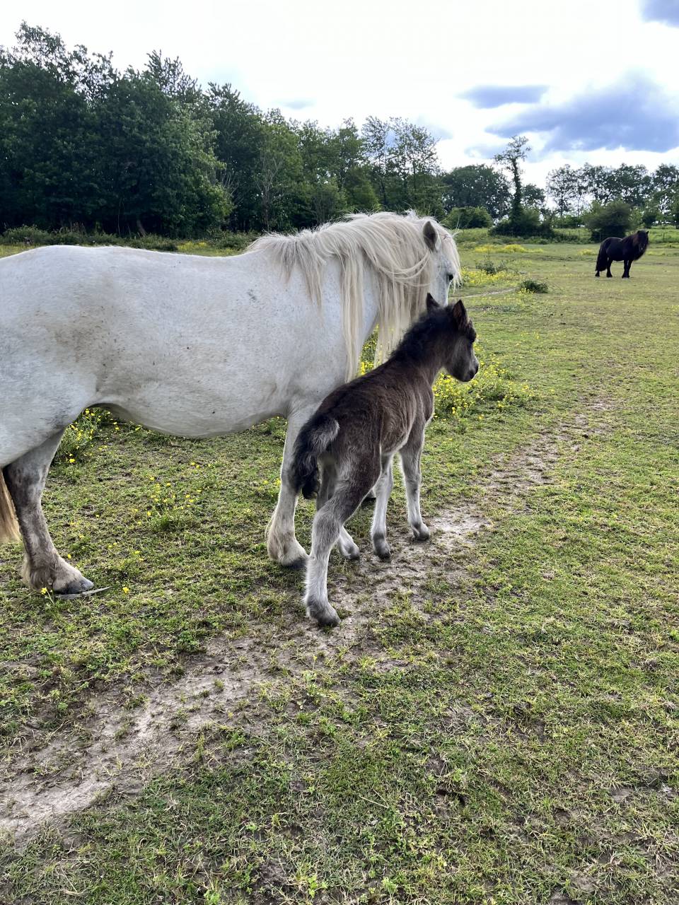 Filly Origin Recorded For sale 2026 Grey