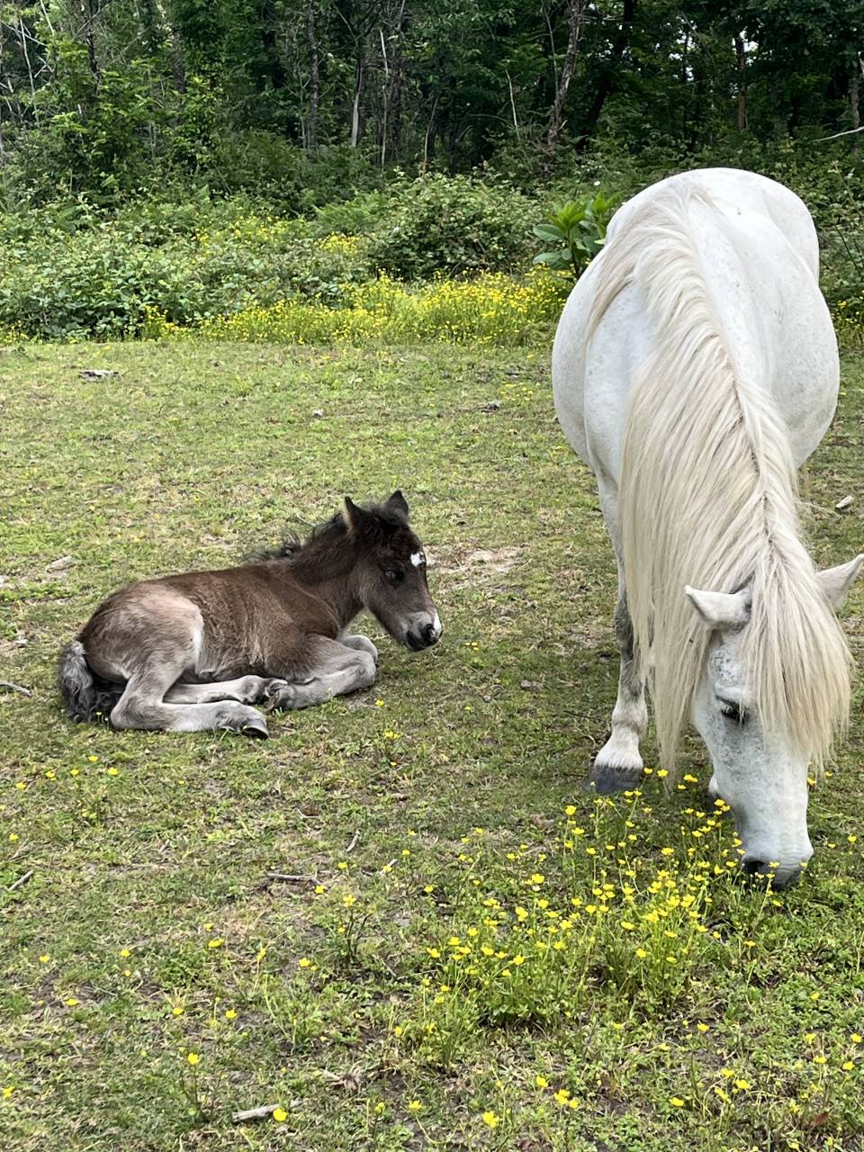 Filly Origin Recorded For sale 2026 Grey