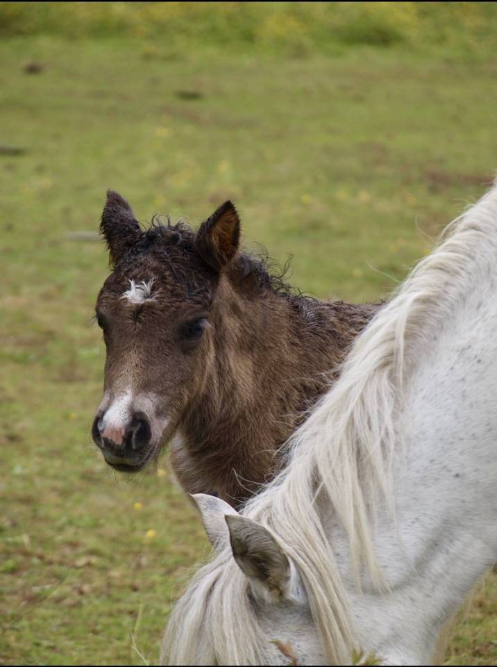 Filly Origin Recorded For sale 2026 Grey