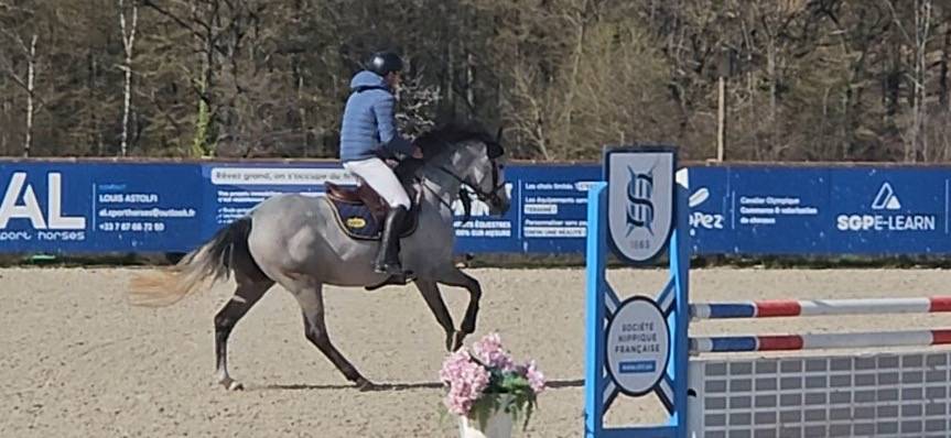 Mare Selle Fran&ccedil;ais For sale 2021 Grey