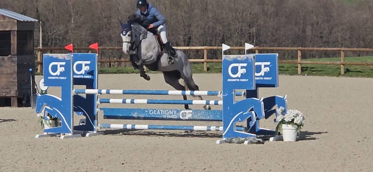 Mare Selle Fran&ccedil;ais For sale 2021 Grey