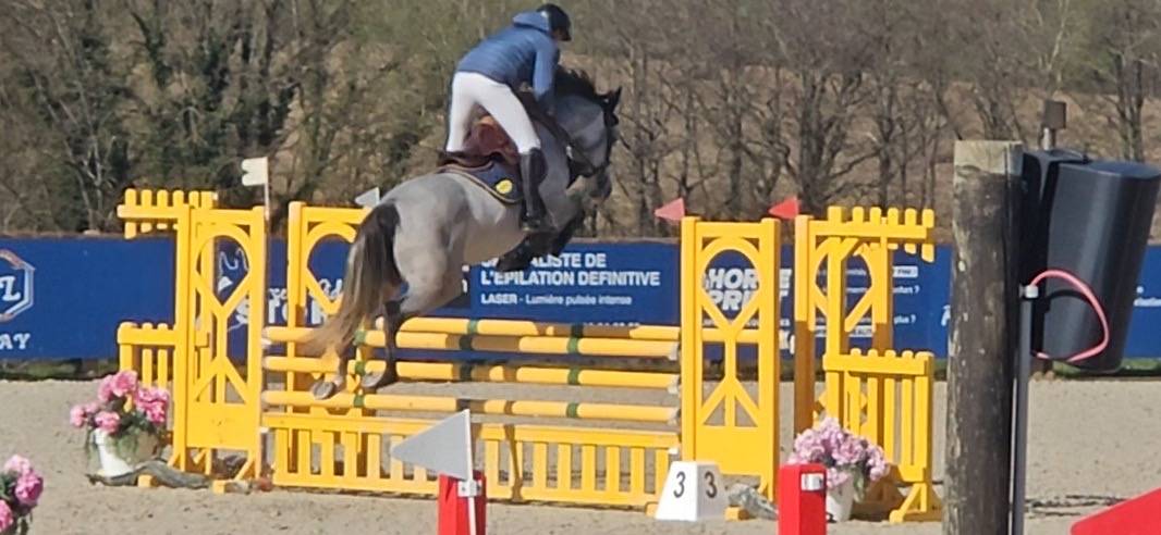 Mare Selle Fran&ccedil;ais For sale 2021 Grey