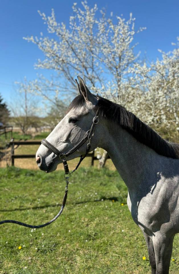 Mare Selle Fran&ccedil;ais For sale 2021 Grey