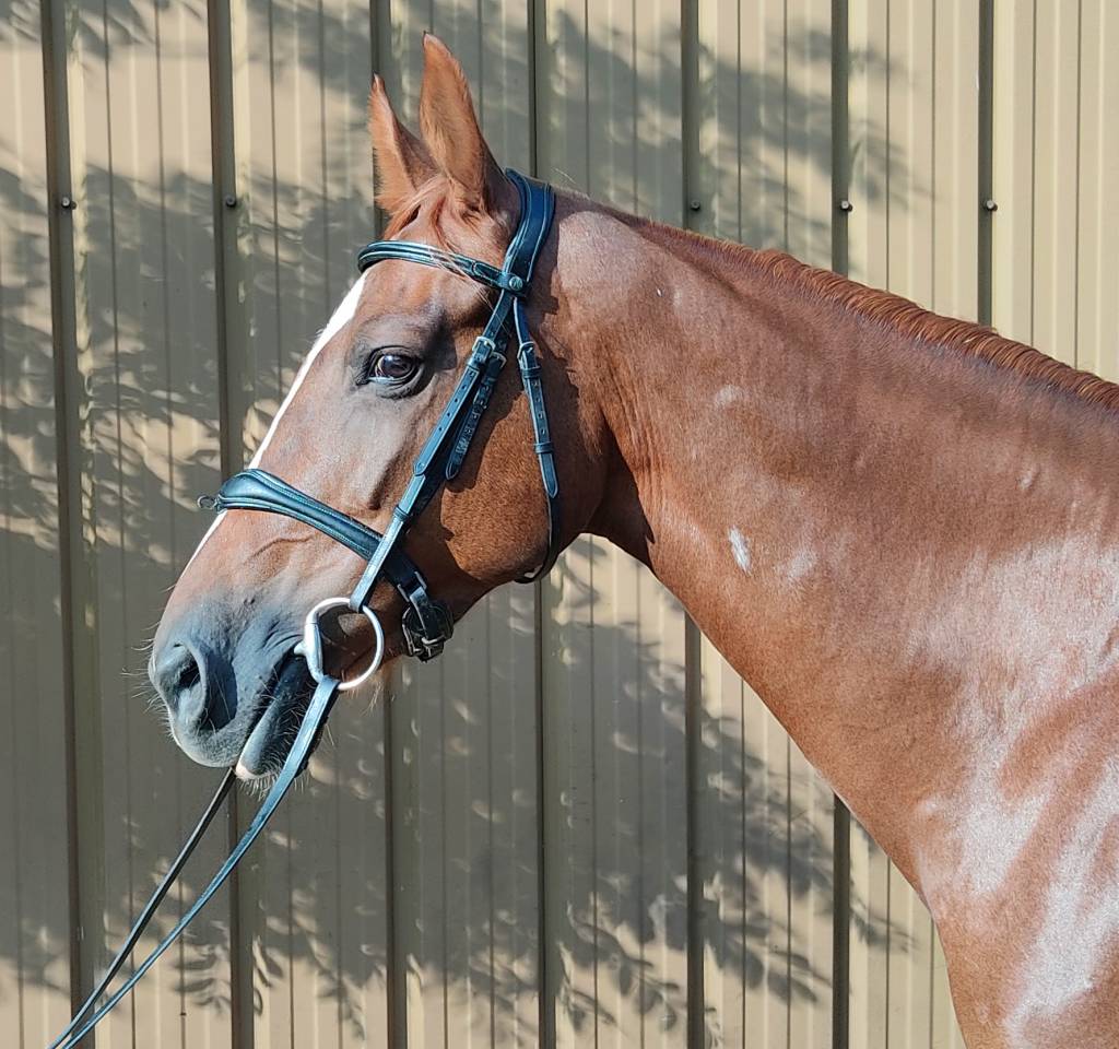 Mare Selle Fran&ccedil;ais For loan 2014 Liver chestnut