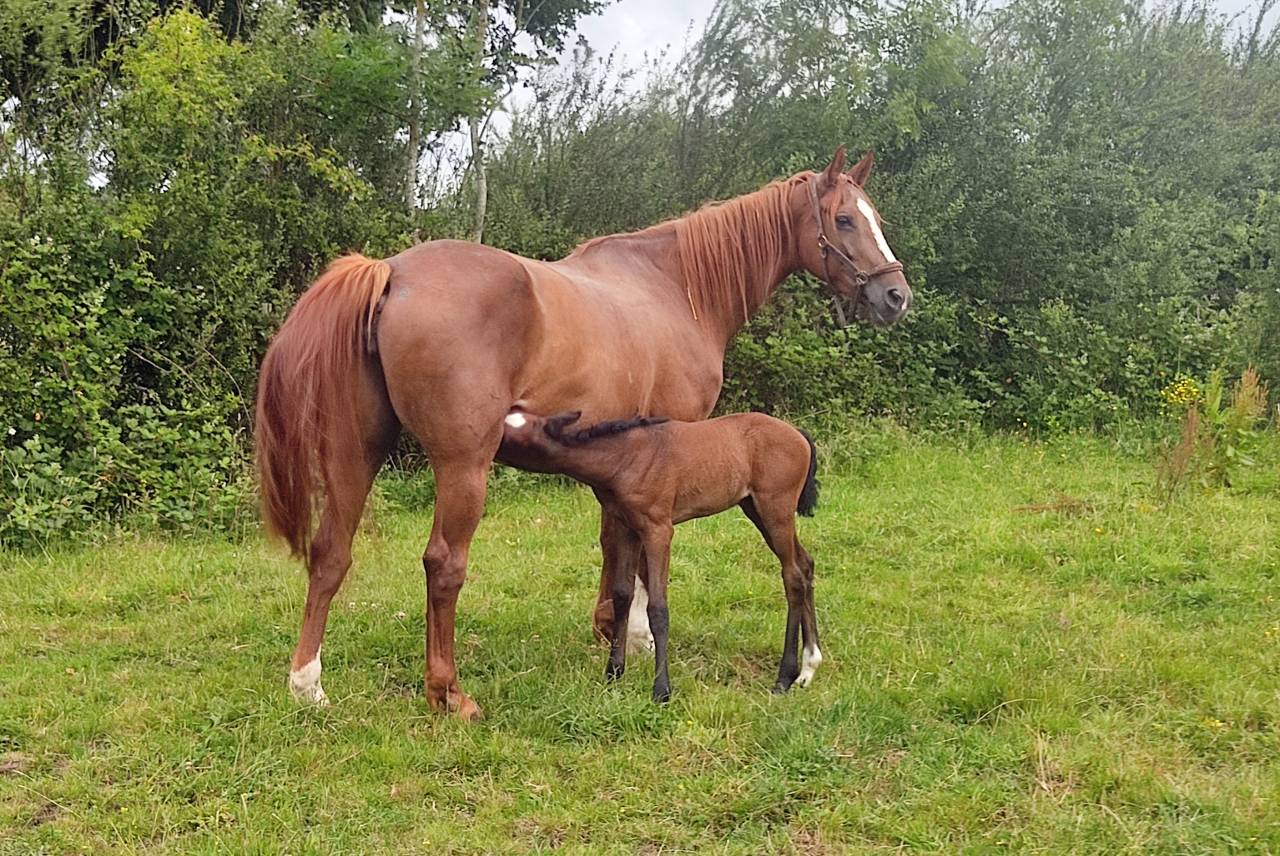 Mare Selle Fran&ccedil;ais For loan 2014 Liver chestnut