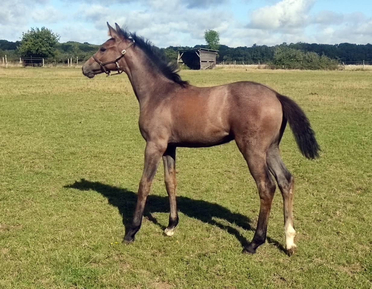 Mare Selle Fran&ccedil;ais For loan 2014 Liver chestnut