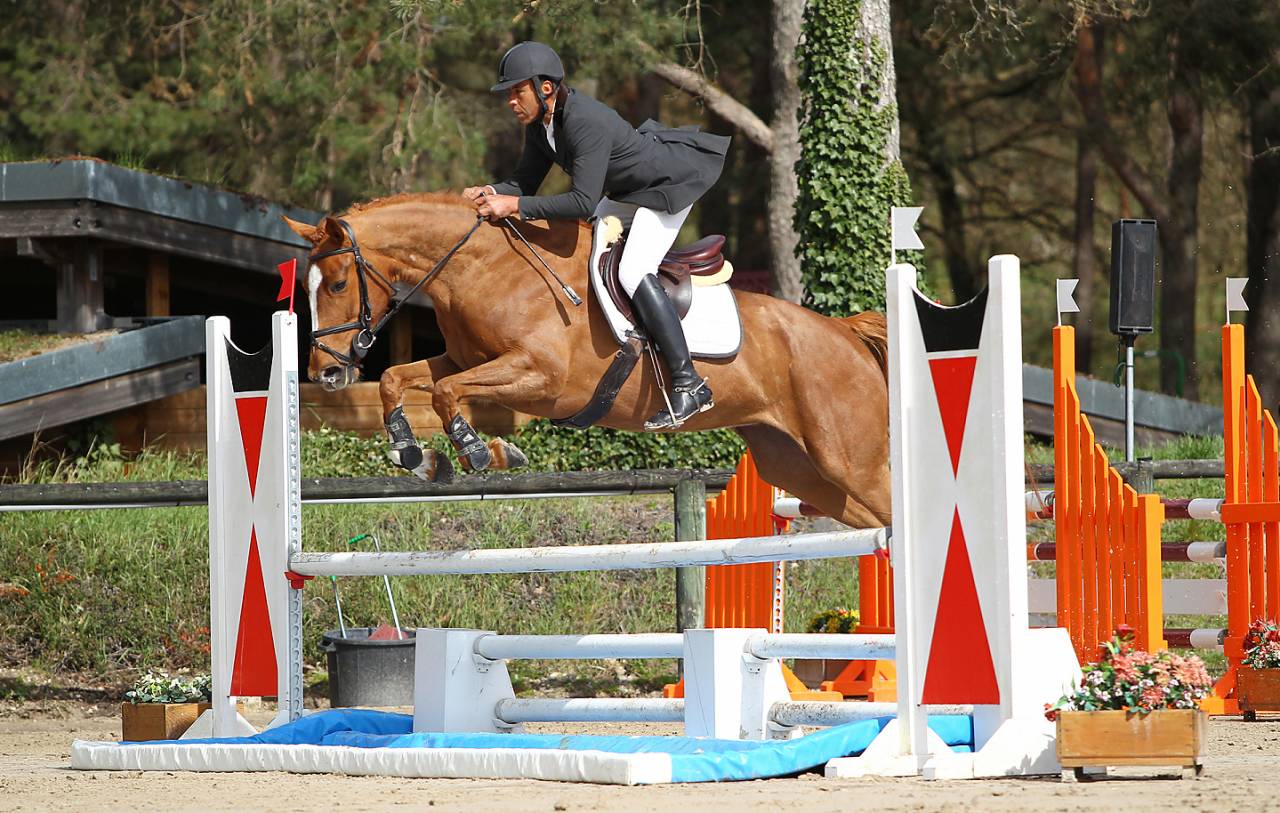 Mare Selle Fran&ccedil;ais For loan 2014 Liver chestnut