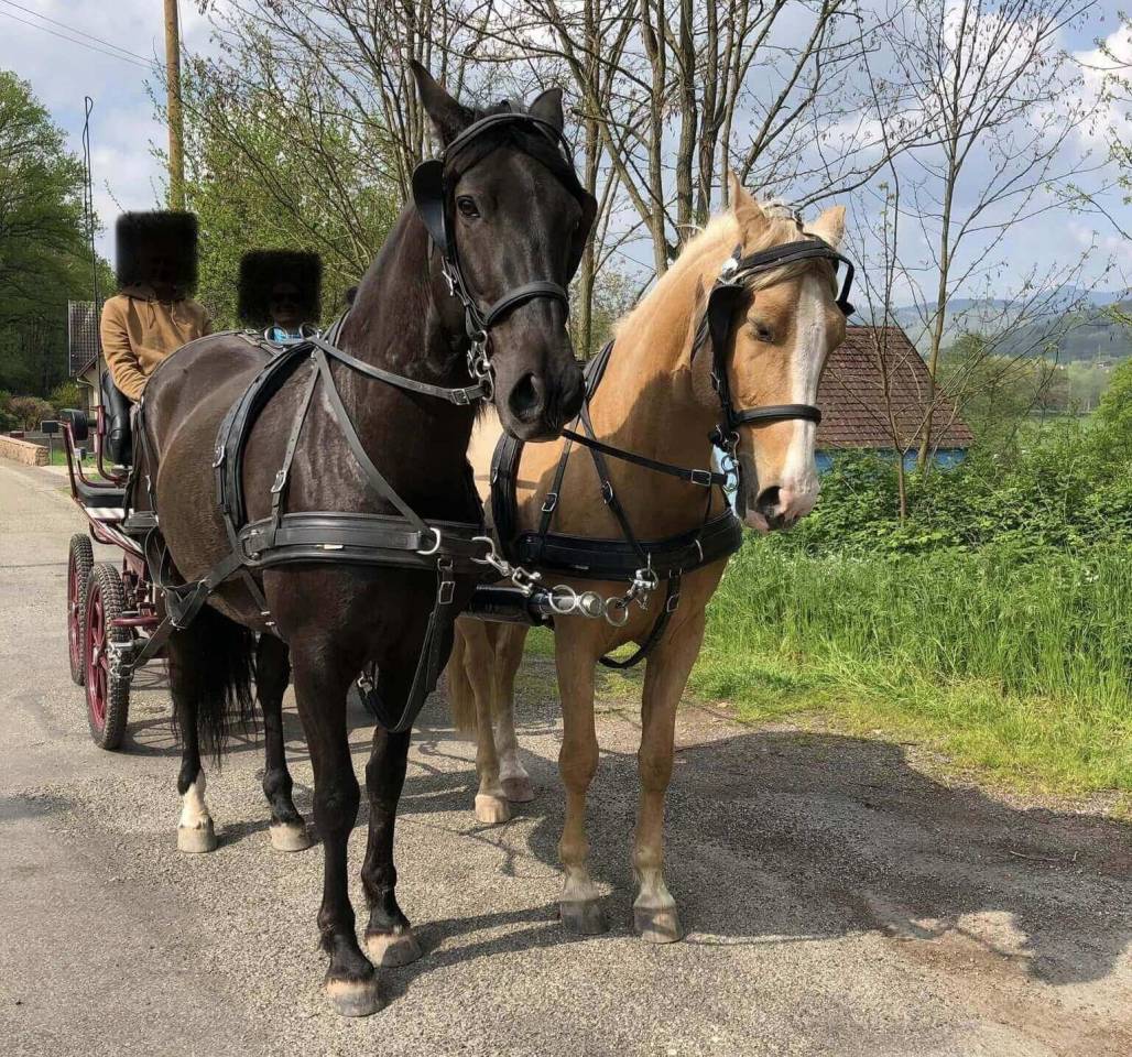 Gelding PRE Pure Spanish Bred For sale 2016 Black