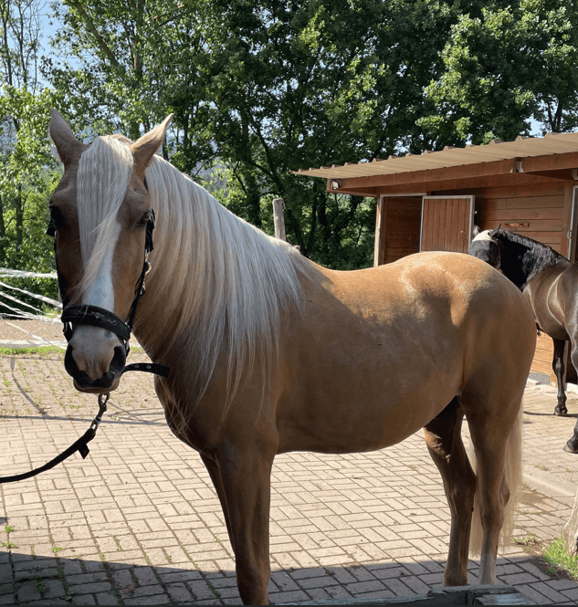 Gelding PRE Pure Spanish Bred For sale 2016 Black