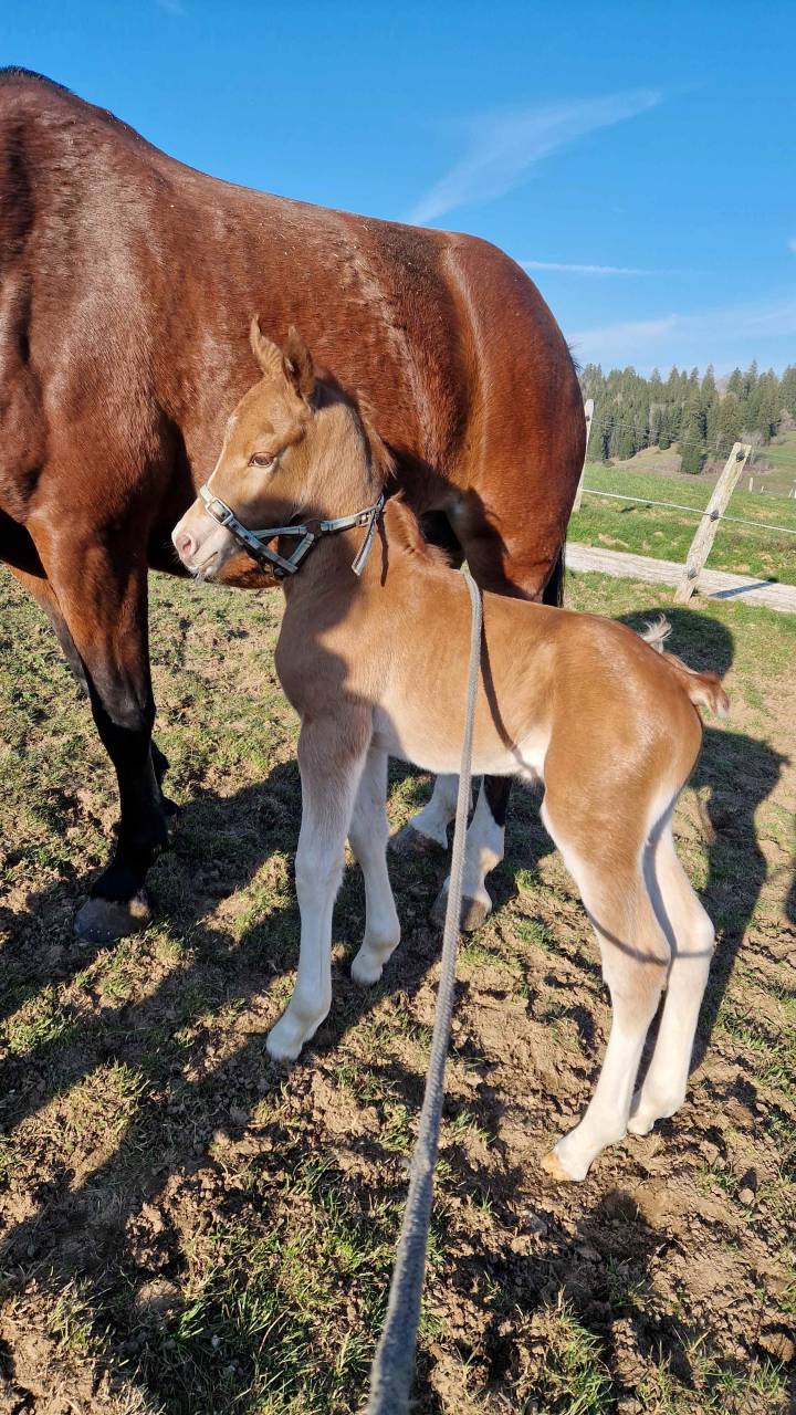 Colt Franche-Montagne For sale 2026 Chesnut