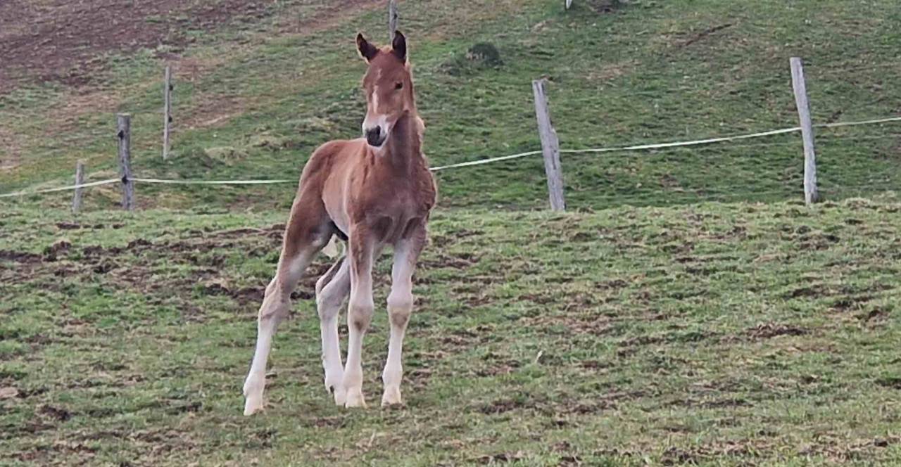 Colt Franche-Montagne For sale 2026 Chesnut