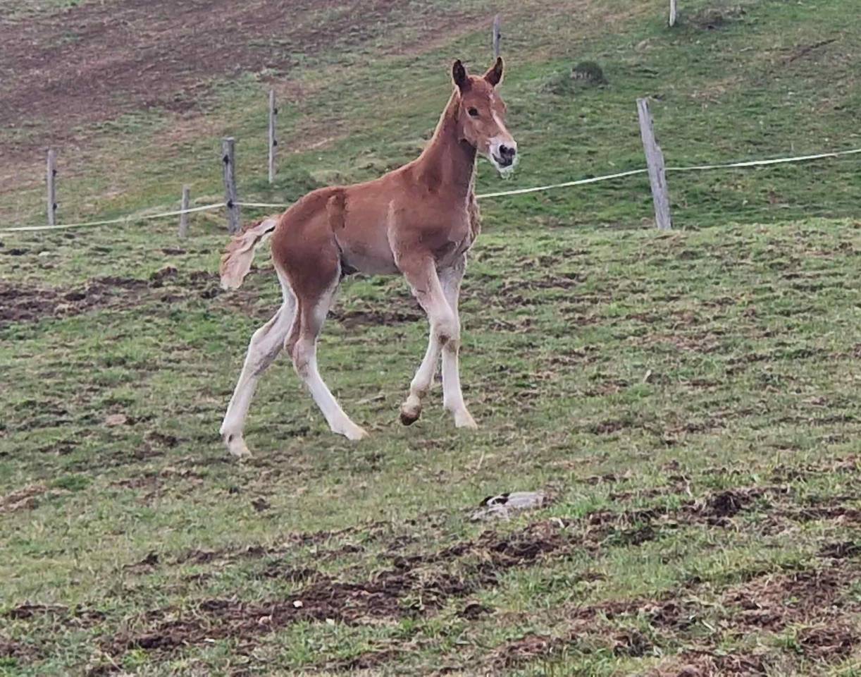 Colt Franche-Montagne For sale 2026 Chesnut