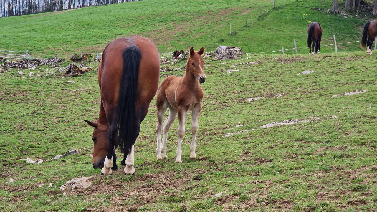 Colt Franche-Montagne For sale 2026 Chesnut