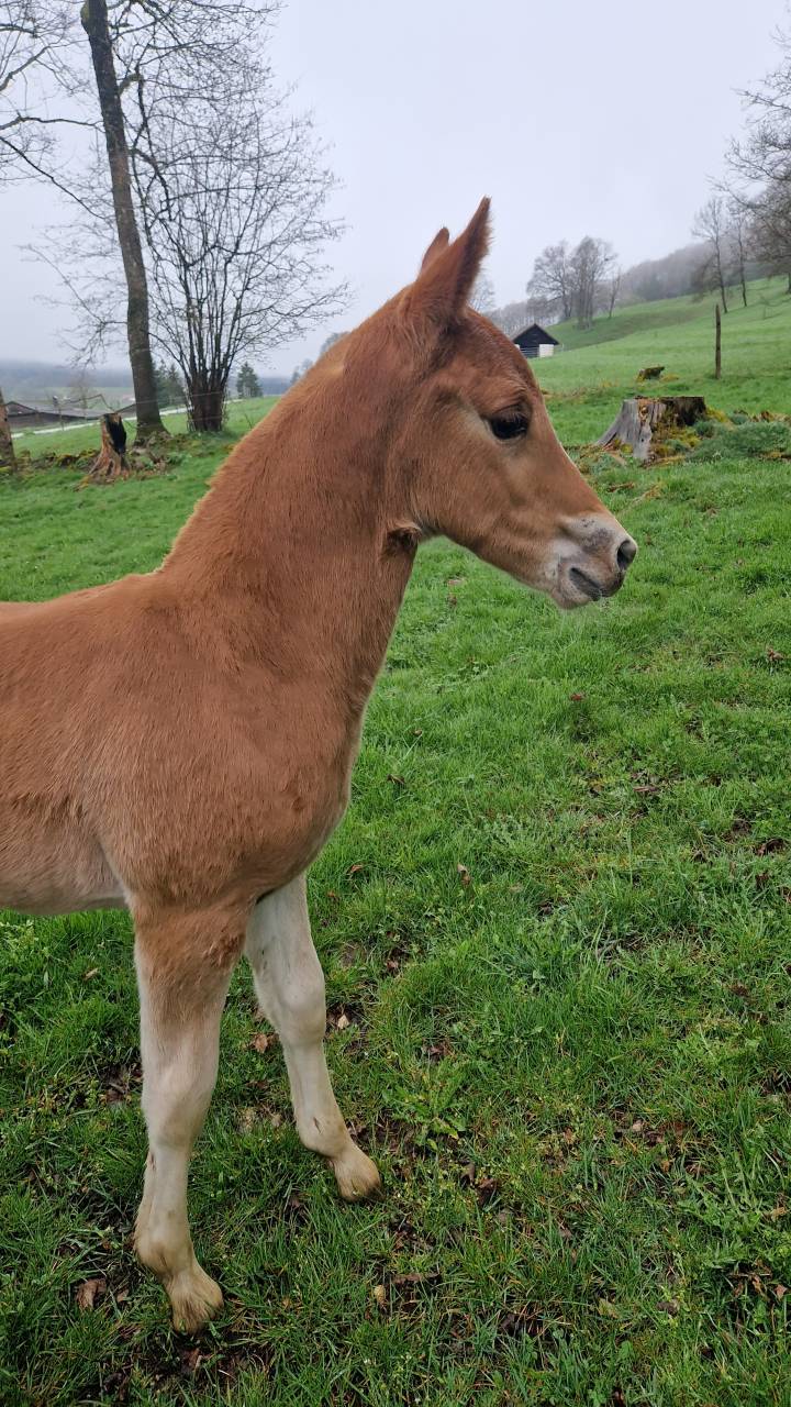 Colt Franche-Montagne For sale 2026 Chesnut