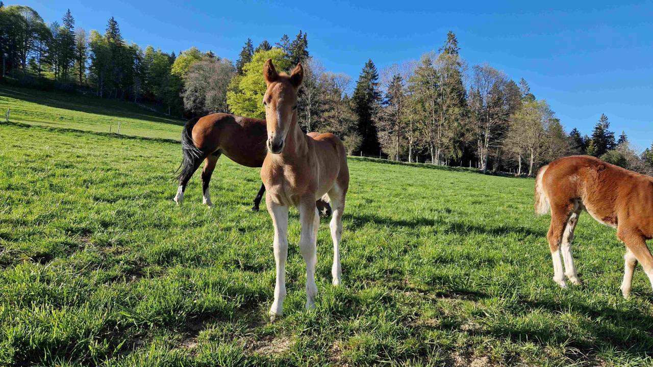 Colt Franche-Montagne For sale 2026 Chesnut