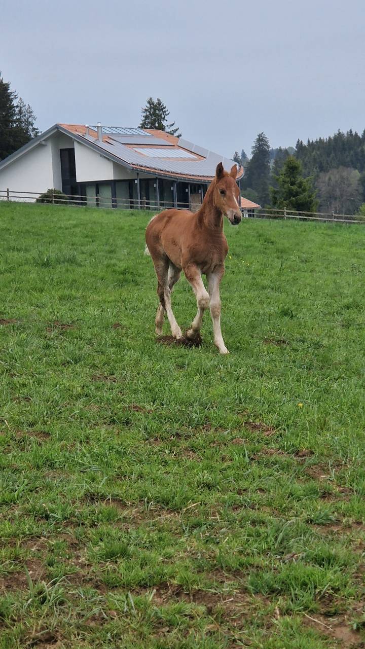Colt Franche-Montagne For sale 2026 Chesnut