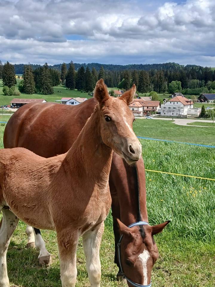 Colt Franche-Montagne For sale 2026 Chesnut