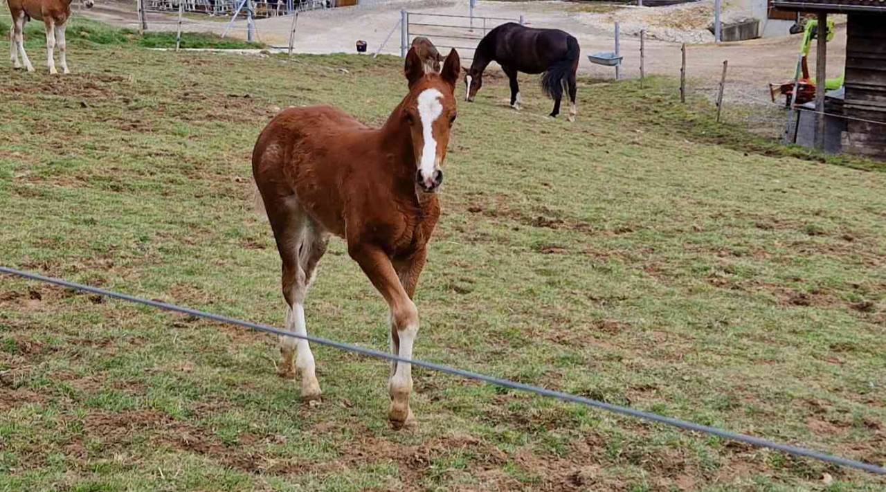 Filly Franche-Montagne For sale 2026 Chesnut