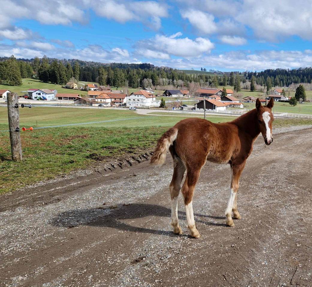 Filly Franche-Montagne For sale 2026 Chesnut