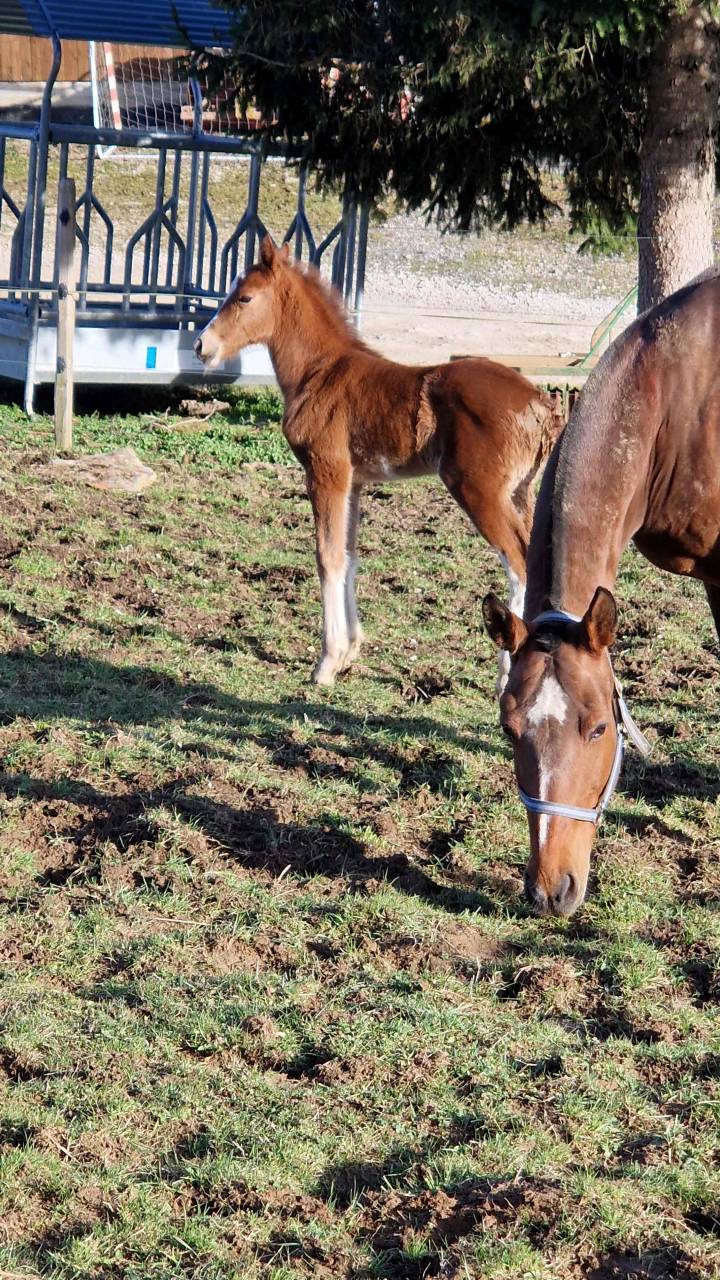 Filly Franche-Montagne For sale 2026 Chesnut