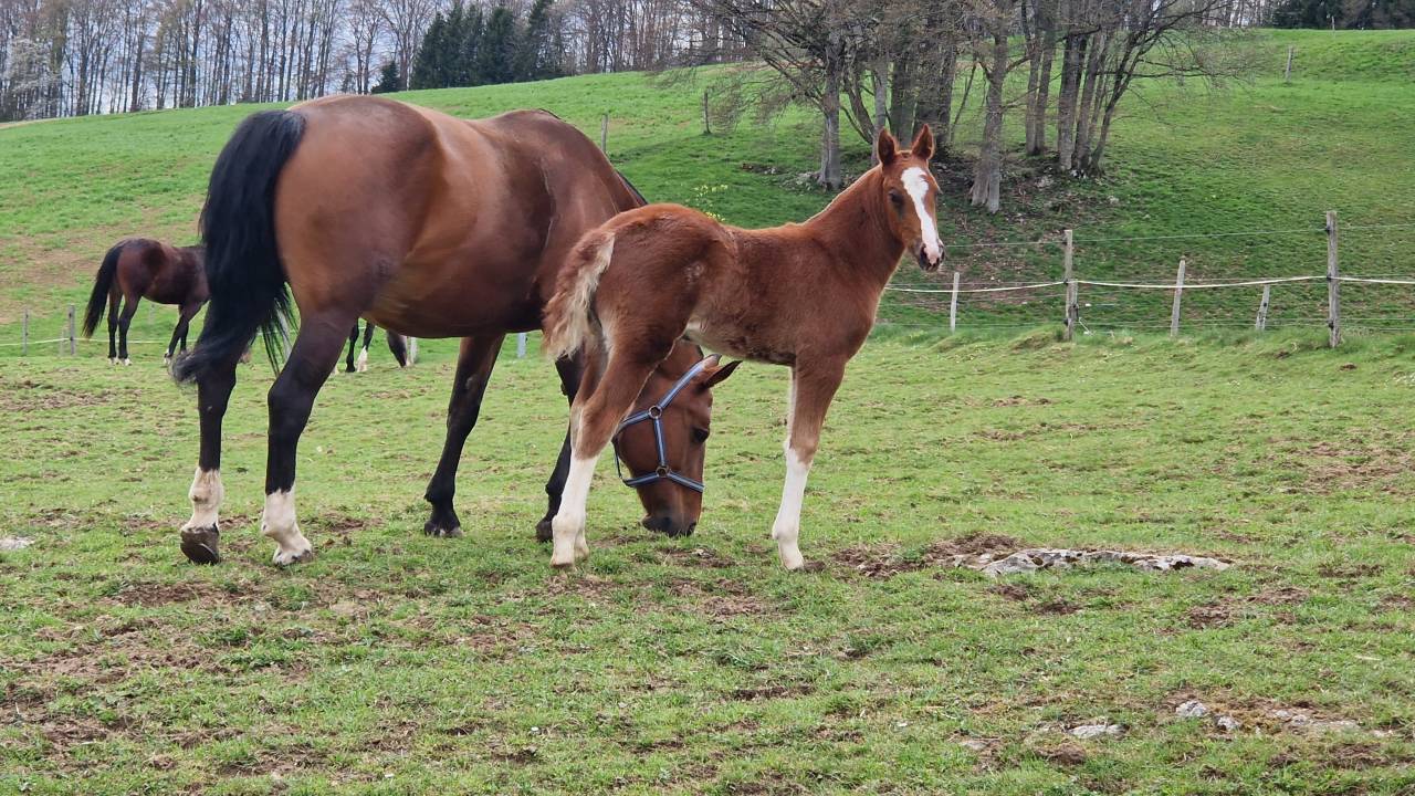 Filly Franche-Montagne For sale 2026 Chesnut