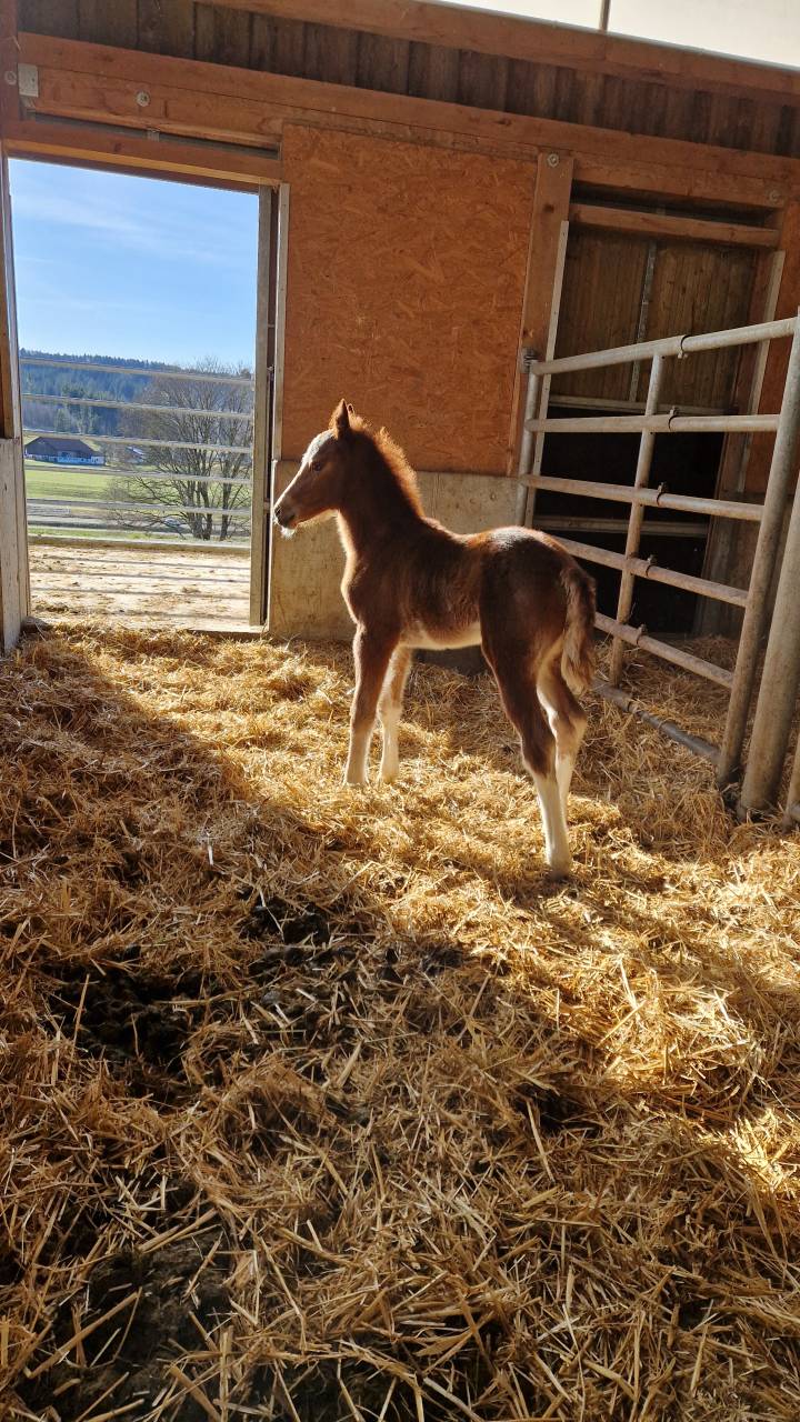 Filly Franche-Montagne For sale 2026 Chesnut