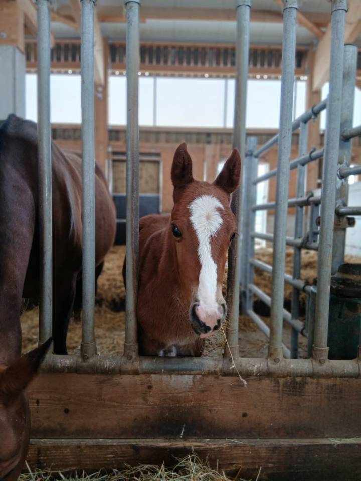 Filly Franche-Montagne For sale 2026 Chesnut