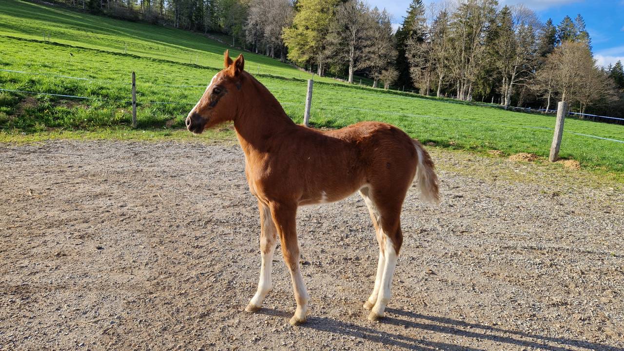 Filly Franche-Montagne For sale 2026 Chesnut