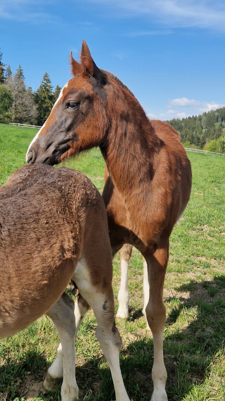 Filly Franche-Montagne For sale 2026 Chesnut