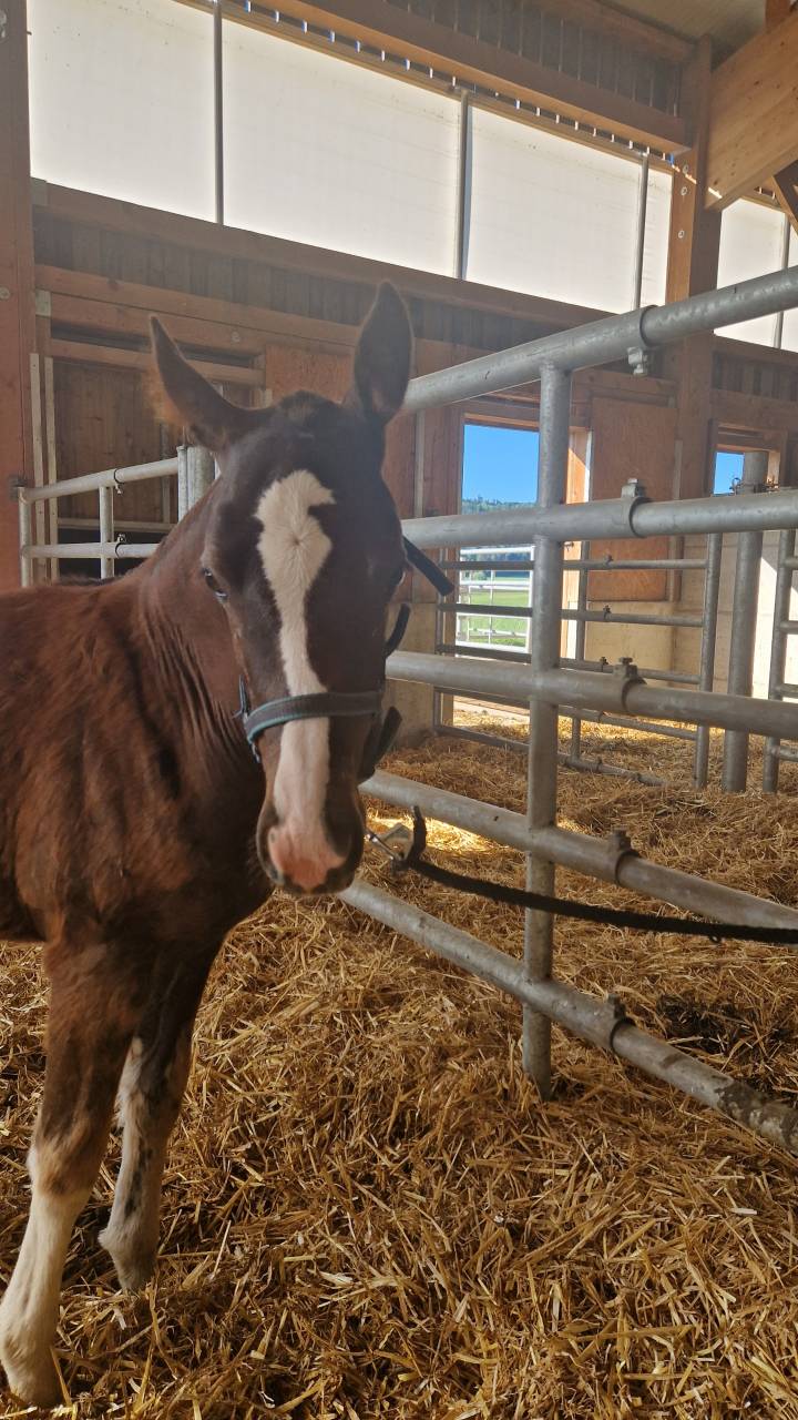 Filly Franche-Montagne For sale 2026 Chesnut