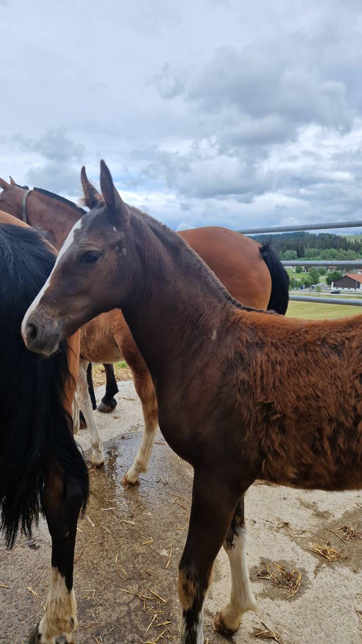 Filly Franche-Montagne For sale 2026 Chesnut