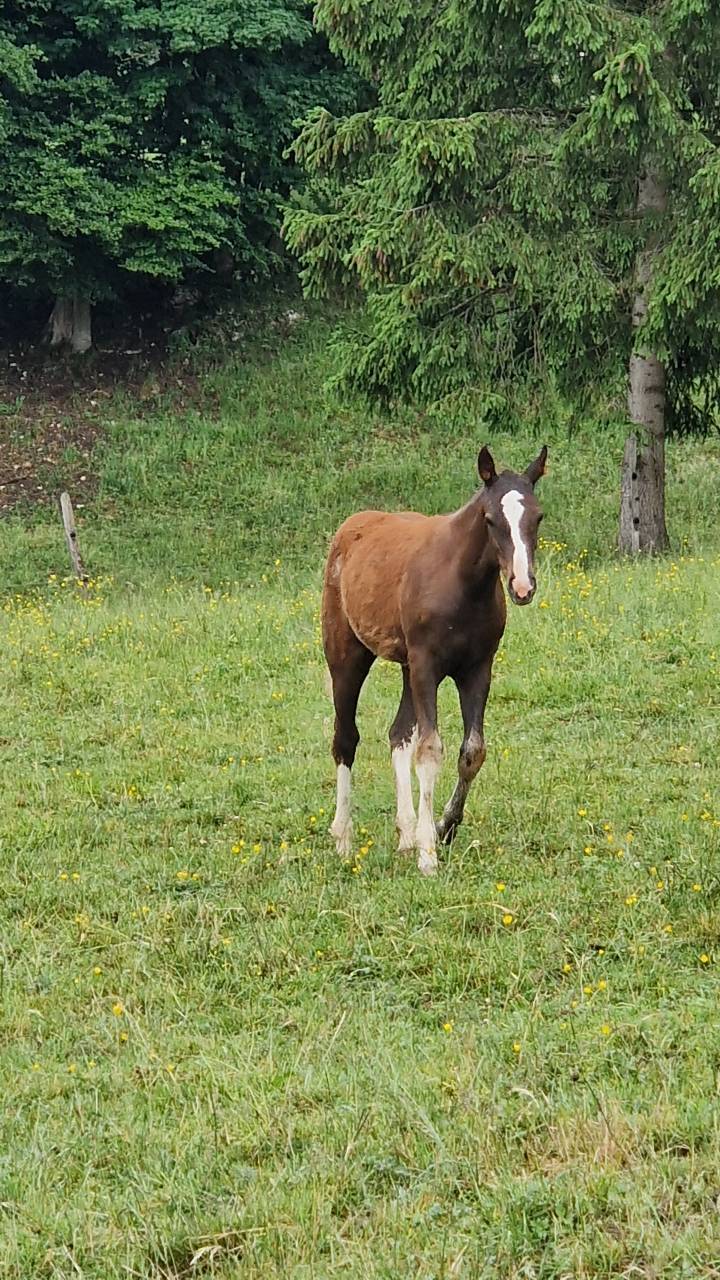 Filly Franche-Montagne For sale 2026 Chesnut