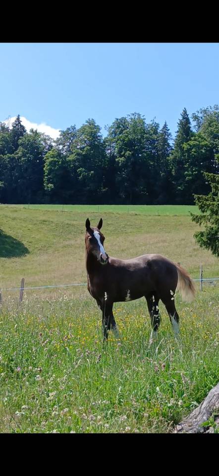 Filly Franche-Montagne For sale 2026 Chesnut