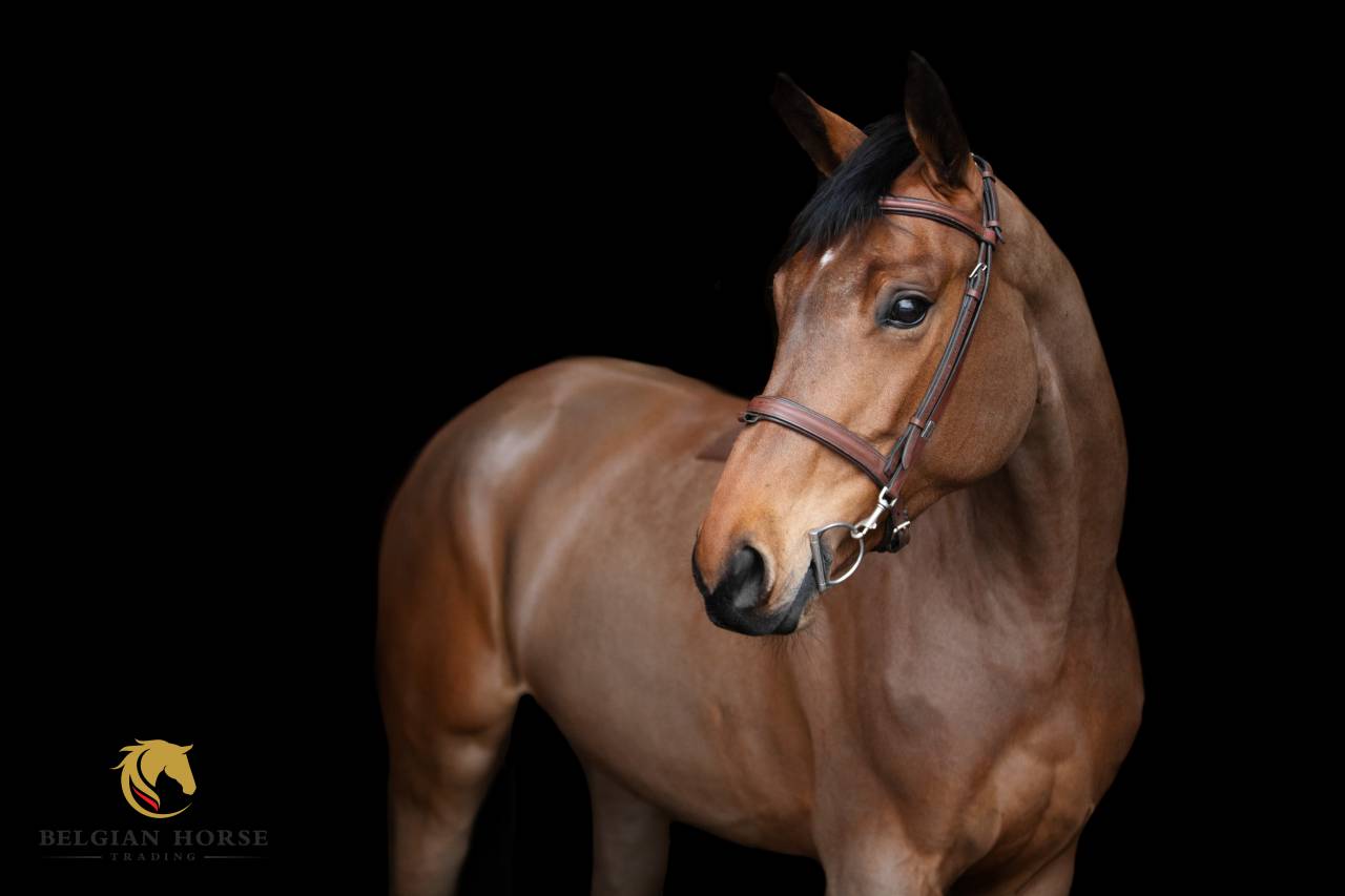 Mare BWP Belgian Warmblood For sale 2020 Bay