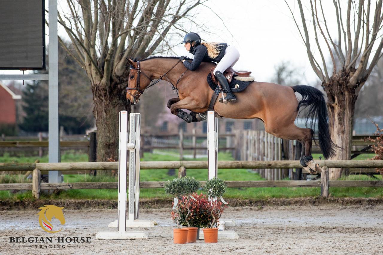 Mare BWP Belgian Warmblood For sale 2020 Bay