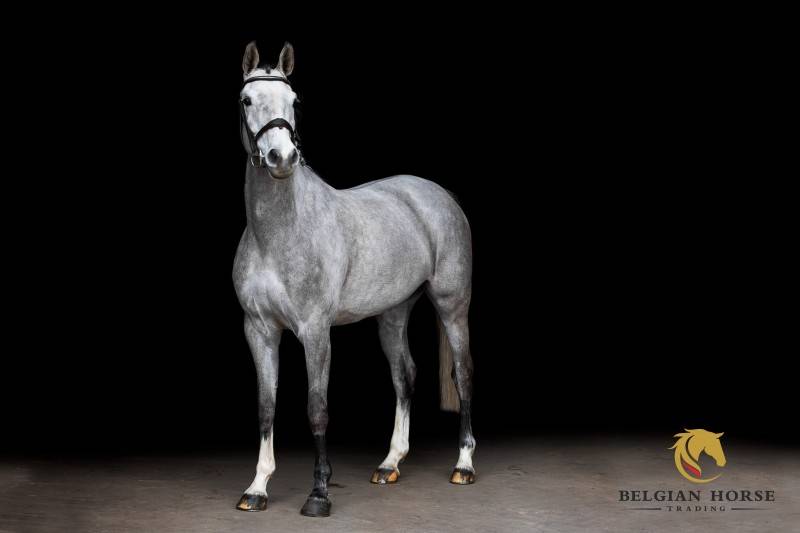 Mare Selle Fran&ccedil;ais For sale 2019 Grey