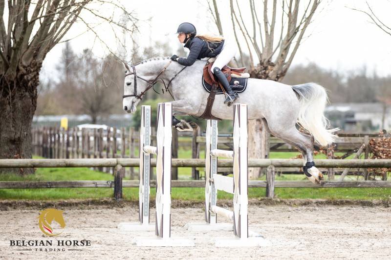 Mare Selle Fran&ccedil;ais For sale 2019 Grey