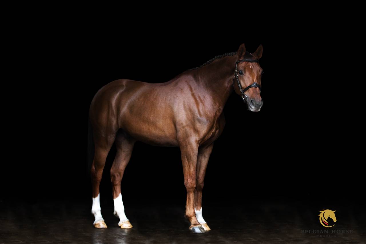 Gelding BWP Belgian Warmblood For sale 2020 Chesnut