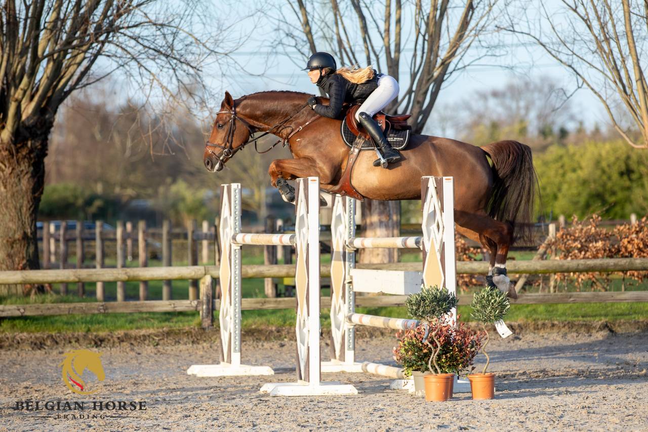 Gelding BWP Belgian Warmblood For sale 2020 Chesnut
