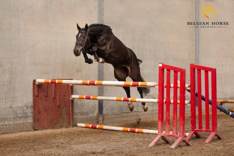 Mare Zangersheide For sale 2022 Bay