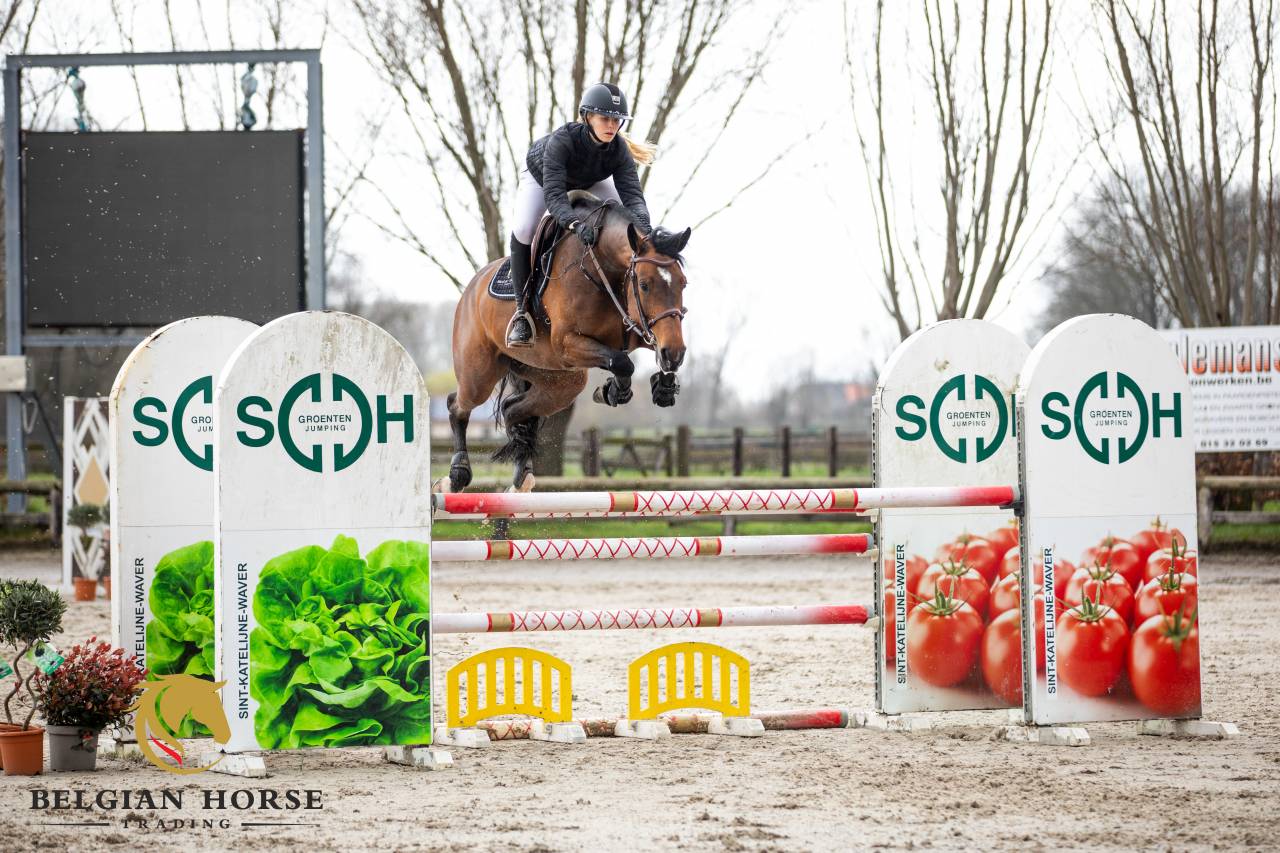 Mare Holsteiner For sale 2019 Bay