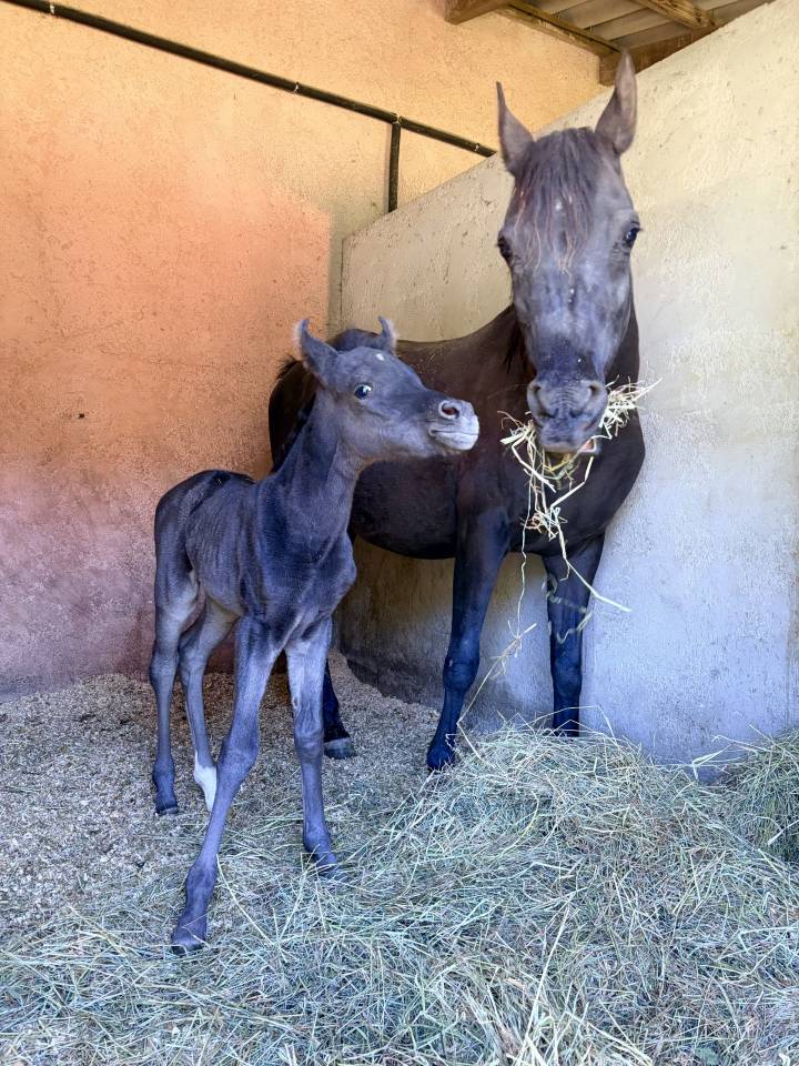 Filly Arabian Thoroughbred For sale 2026 Black