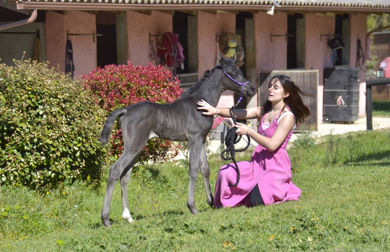 Filly Arabian Thoroughbred For sale 2026 Black