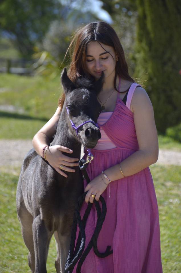 Filly Arabian Thoroughbred For sale 2026 Black