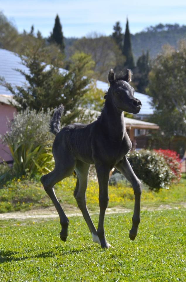 Filly Arabian Thoroughbred For sale 2026 Black